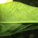Euphorbia angulata Jacq.Euphorbia angulata Jacq.