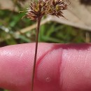 Luzula campestris (L.) DC.Luzula campestris (L.) DC.