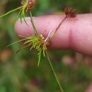 Juncus bulbosus L.Juncus bulbosus L.