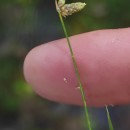Isolepis cernua (Vahl) Roem. & Schult.Isolepis cernua (Vahl) Roem. & Schult.