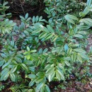 Prunus laurocerasus L.Prunus laurocerasus L.