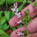 Fumaria capreolata L.Fumaria capreolata L.