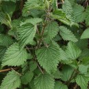 Urtica dioica L.Urtica dioica L.