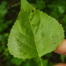 Populus x canadensis MoenchPopulus x canadensis Moench