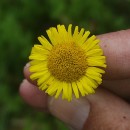 Pulicaria dysenterica (L.) Bernh.Pulicaria dysenterica (L.) Bernh.