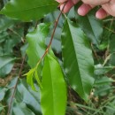 Prunus serotina Ehrh.Prunus serotina Ehrh.