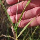 Agrostis juressi LinkAgrostis juressi Link