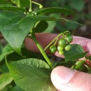 Solanum nigrum L.Solanum nigrum L.