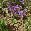 Campanula lusitanica  L.Campanula lusitanica  L.