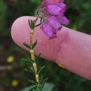 Erica tetralix L.Erica tetralix L.