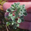 Medicago marina L.Medicago marina L.