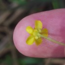 Ranunculus flammula L.Ranunculus flammula L.