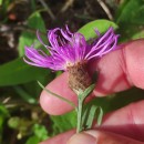 Centaurea nigra L. subsp. rivularis (Brot.) Cout.Centaurea nigra L. subsp. rivularis (Brot.) Cout.