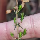 Erica cinerea L.Erica cinerea L.