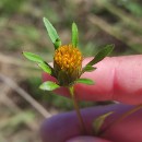 Bidens frondosa L.Bidens frondosa L.