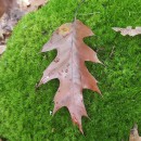 Quercus rubra L.Quercus rubra L.