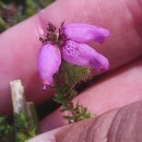 Erica ciliaris L.Erica ciliaris L.