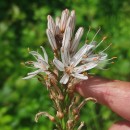 Asphodelus lusitanicus Cout.Asphodelus lusitanicus Cout.