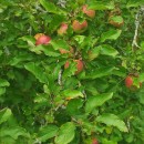Malus domestica Borkh.Malus domestica Borkh.