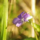 Viola sp. (Linnaeus, 1753)Viola sp. (Linnaeus, 1753)