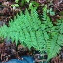 Dryopteris guanchica Gibby & JermyDryopteris guanchica Gibby & Jermy