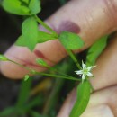 Stellaria alsine GrimmStellaria alsine Grimm