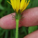 Picris hieracioides L.Picris hieracioides L.