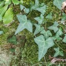 Hedera hibernica (G. Kirchn.) Bean‹Hedera hibernica (G. Kirchn.) Bean‹