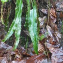 Asplenium scolopendrium L.Asplenium scolopendrium L.