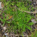 Sagina procumbens L.Sagina procumbens L.