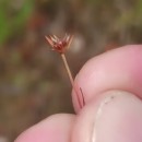 Juncus capitatus WeigelJuncus capitatus Weigel