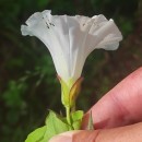 Calystegia sepium (L.) R. Br.Calystegia sepium (L.) R. Br.