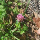 Trifolium pratense L.Trifolium pratense L.