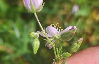 Spergularia capillacea (Kindb.) Willk.Spergularia capillacea (Kindb.) Willk.