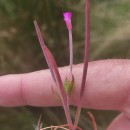 Epilobium obscurum Schreb.Epilobium obscurum Schreb.