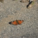 Aglais io (Linnaeus, 1758)Aglais io (Linnaeus, 1758)