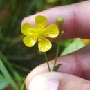 Ranunculus flammula L.Ranunculus flammula L.