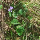 Viola riviniana Reichenb.Viola riviniana Reichenb.