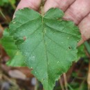 Betula celtiberica Rothm. & Vasc.Betula celtiberica Rothm. & Vasc.