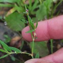 Polygonum aviculare L. subsp. rurivagum (Boreau) BerherPolygonum aviculare L. subsp. rurivagum (Boreau) Berher