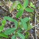 Euphorbia angulata Jacq.Euphorbia angulata Jacq.