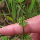 Galium mollugo L.Galium mollugo L.