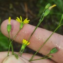 Lapsana communis L.Lapsana communis L.