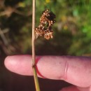 Juncus effusus L.Juncus effusus L.