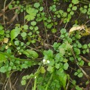 Cardamine hirsuta L.Cardamine hirsuta L.