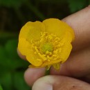 Ranunculus repens L.Ranunculus repens L.