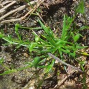 Sagina procumbens L.Sagina procumbens L.