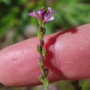 Verbena officinalis L.Verbena officinalis L.