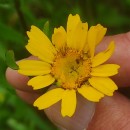 Coleostephus myconis (L.) Reichenb. fil.Coleostephus myconis (L.) Reichenb. fil.