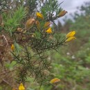 Ulex europaeus L. subsp. latebracteatus (Mariz) Rothm.Ulex europaeus L. subsp. latebracteatus (Mariz) Rothm.